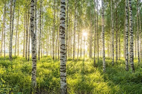 Vårljuset och hälsan: Så påverkas dina hormoner och ditt välbefinnande